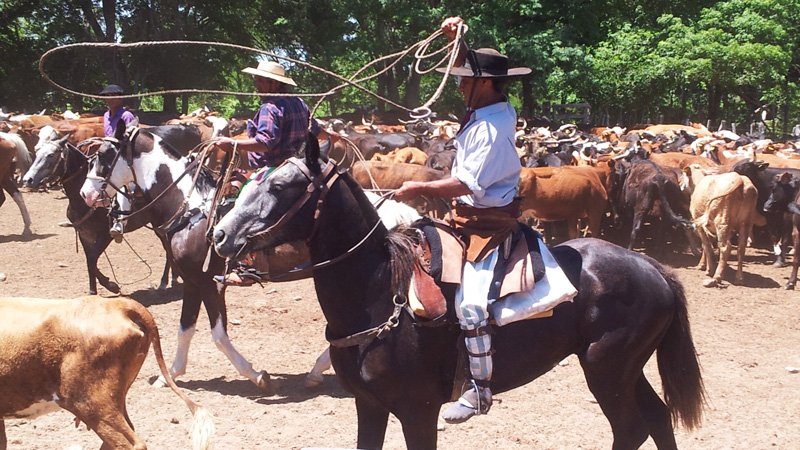 Argentina, Corrientes - Gaucho på Working Estancia
