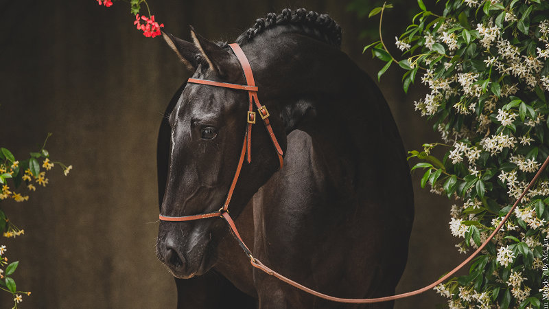 Frankrike, Provence - Exklusivt dressyr-stuteri