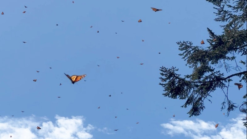 Ridäventyr & Monark fjärilar