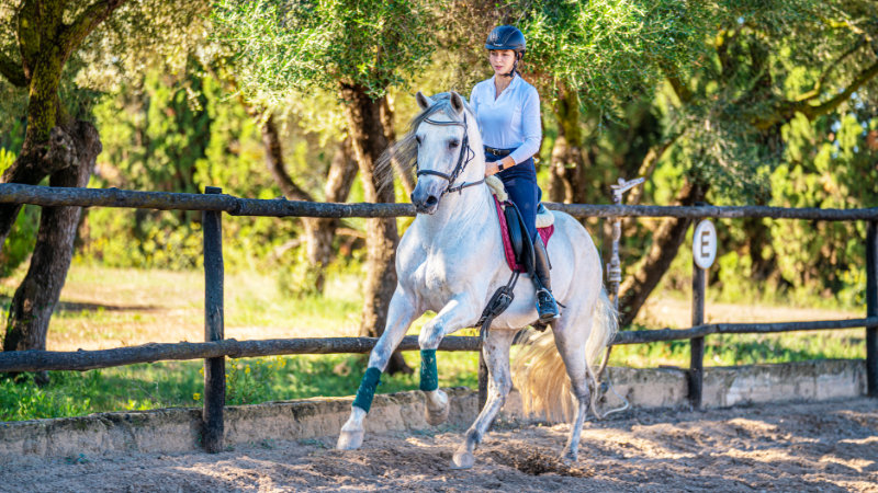 Spanien, Mallorca - Dressyr p andalusier